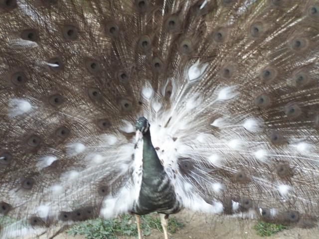 14880_peacocks_058.jpg