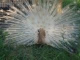 14880_th_birds128.jpg