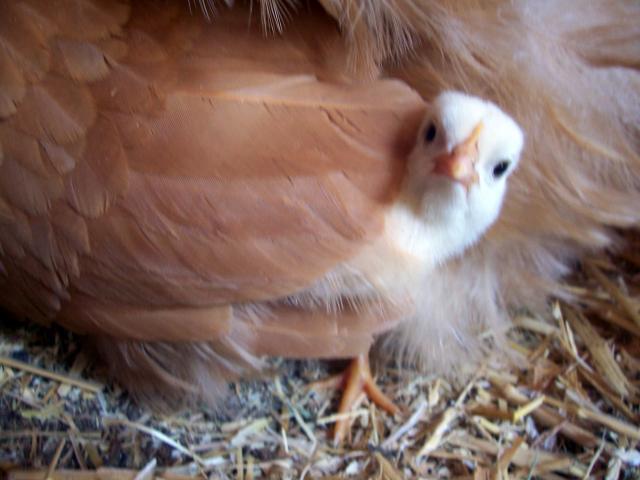 14941_100_5049.jpg