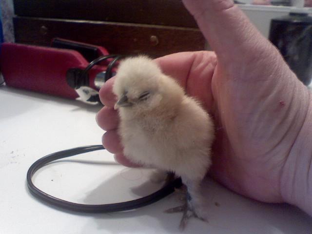 14951_1silkie.jpg