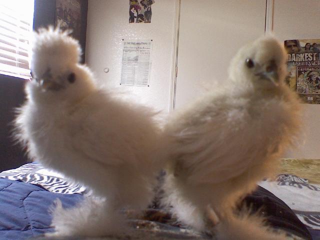 14951_2silkies.jpg