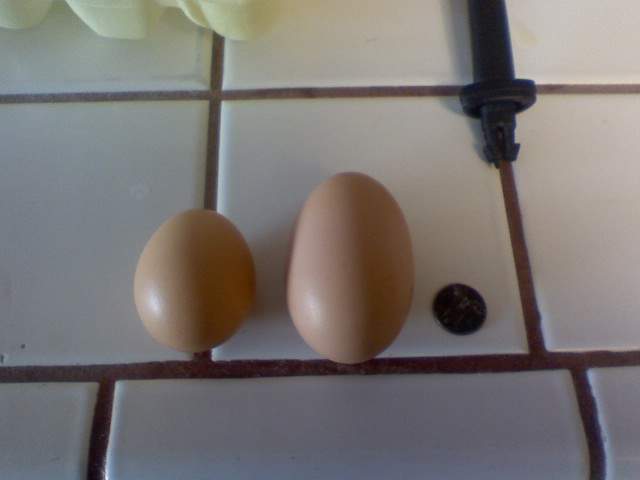 14951_bigegg.jpg