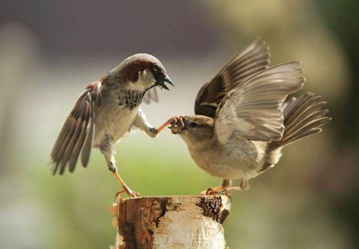 14951_birdgrip.jpg