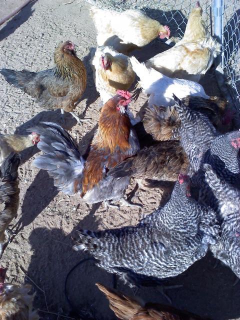 14951_chickenmob.jpg
