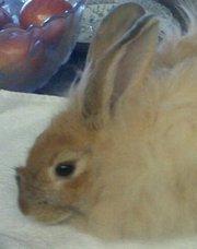 14951_cleoface.jpg