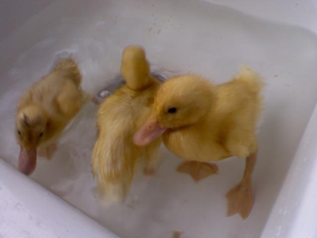 14951_duck2.jpg