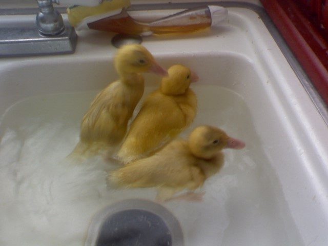 14951_duckiebath.jpg