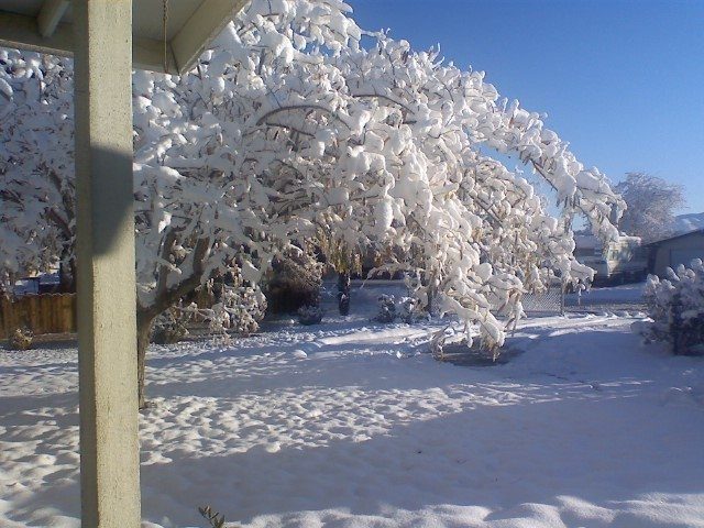 14951_frontyard.jpg