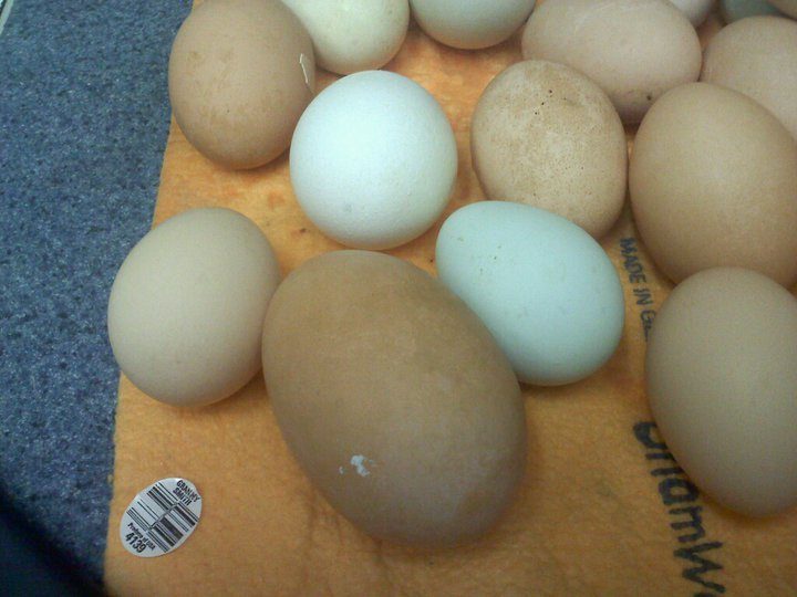14951_hugeegg.jpg