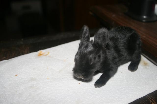 14951_more_cuteness.jpg