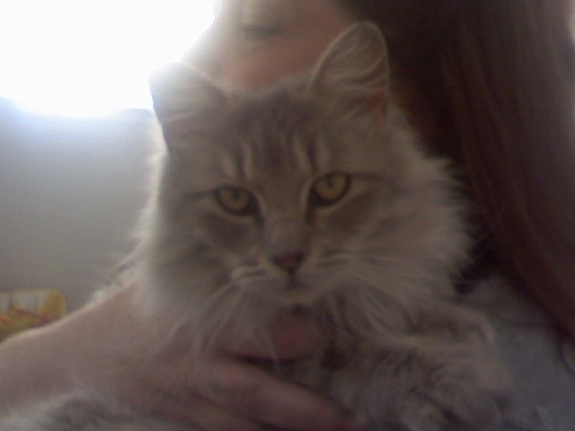 14951_newkitty.jpg