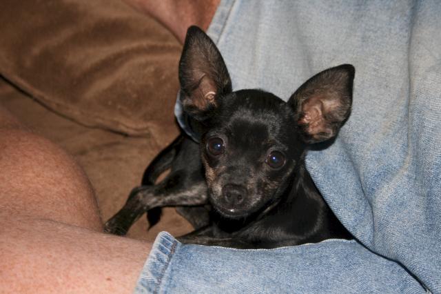 14951_pepper.jpg