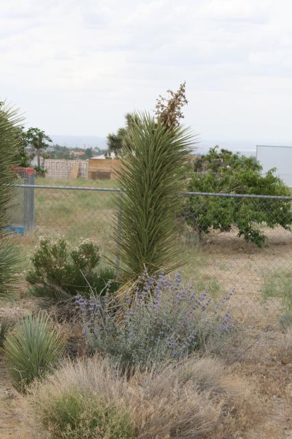 14951_plantlife.jpg