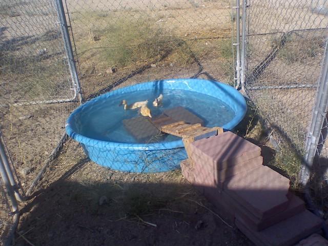 14951_pool1.jpg