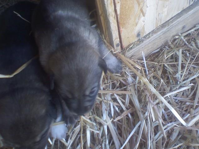 14951_puppies3.jpg