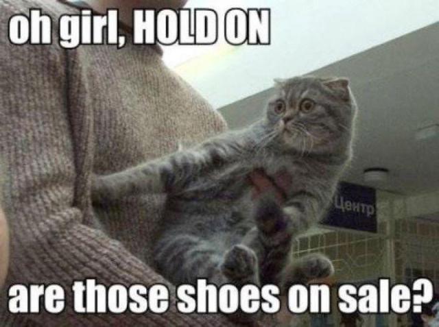 14951_shoekitty.jpg