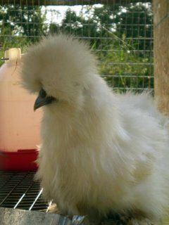 14959_white_silkie.jpg