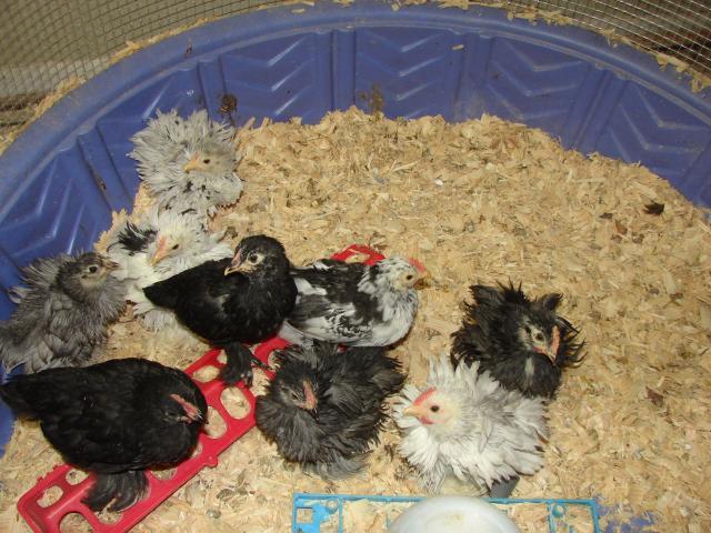 14976_1st_hatch_6_wks.jpg