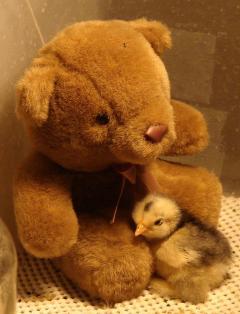 14976_baby_w_teddy.jpg