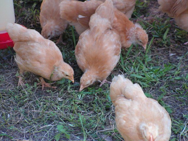 15011_chickens_at_home.jpg
