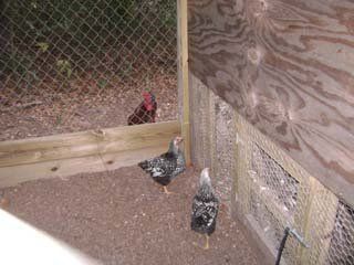 15068_silver_laced_wyndottes.jpg