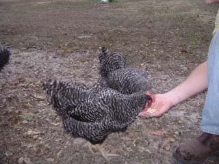 15068_two_bard_hens.jpg