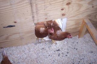 15080_chicken_1.jpg