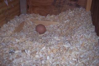 15080_first_egg.jpg
