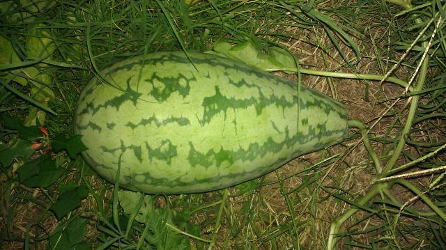 15098_imag0208.jpg