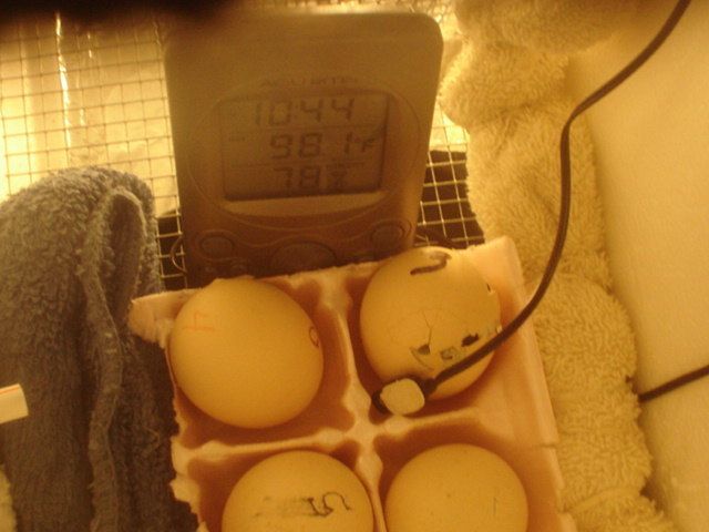 15098_my_first_hatch_030909_002.jpg