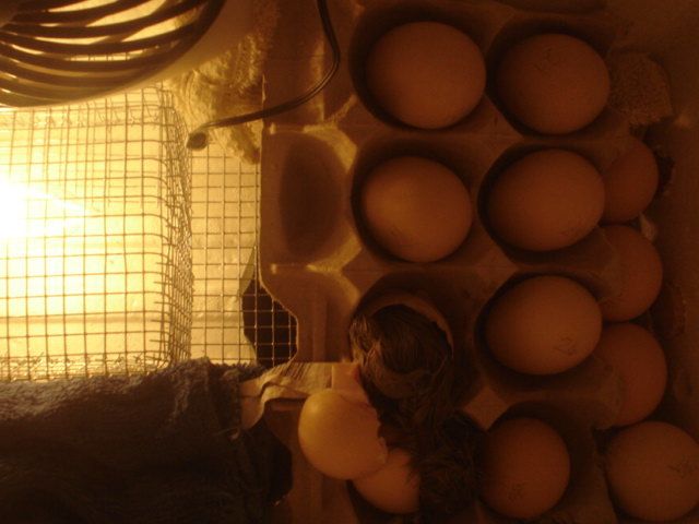 15098_silkie_hatch_003.jpg