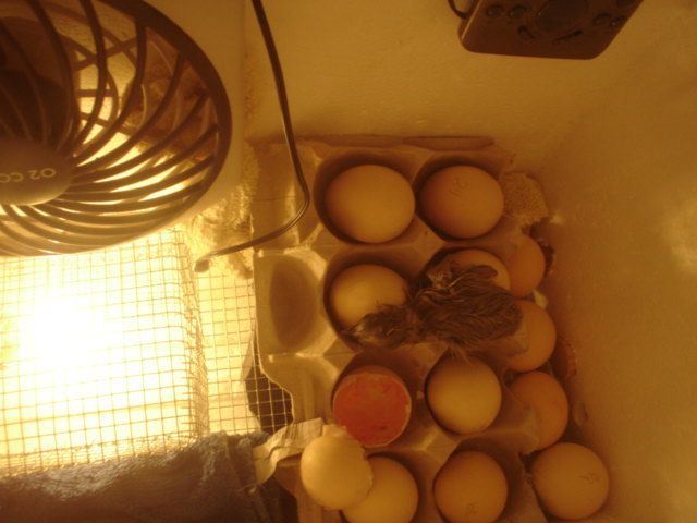 15098_silkie_hatch_004.jpg