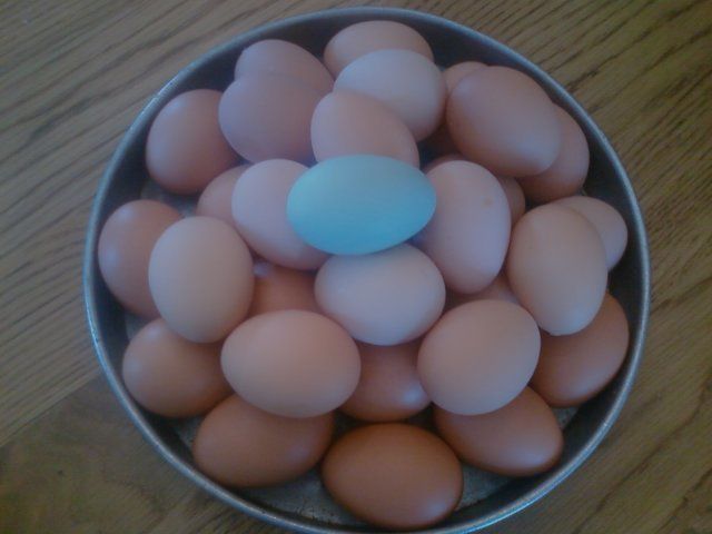 15099_first_blue_egg.jpg