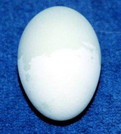 15099_odd_egg.jpg