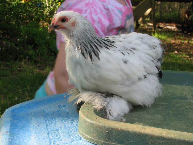 15108_aprilchicks2_044.jpg