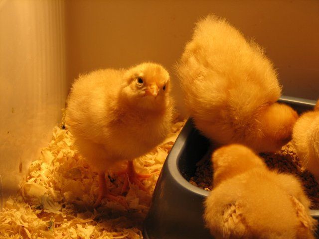 15108_chicks10-7_009.jpg