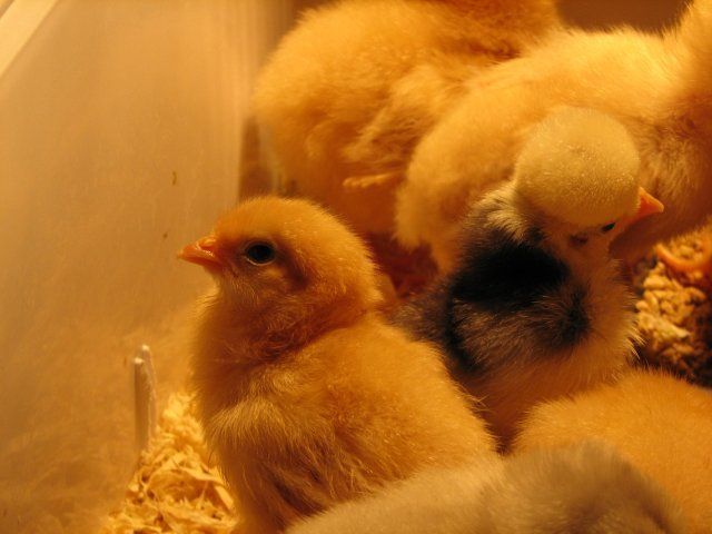 15108_chicks10-7_023.jpg