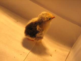 15108_newchickday2_024.jpg