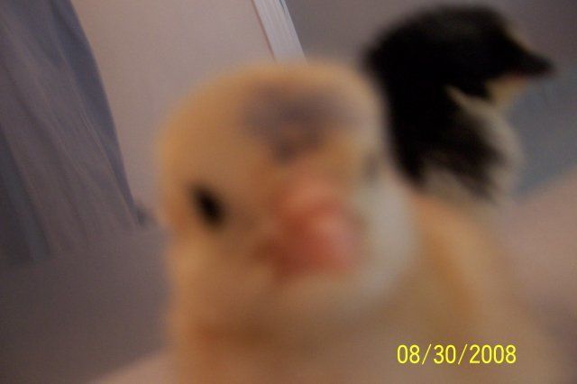 15141_chicks_8-30-08_5_days_old_023.jpg