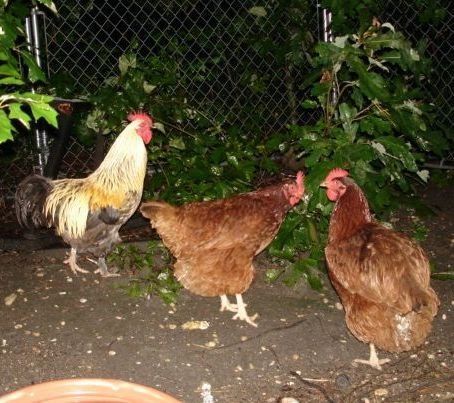 15146_pet_-_chickens_outside.jpg