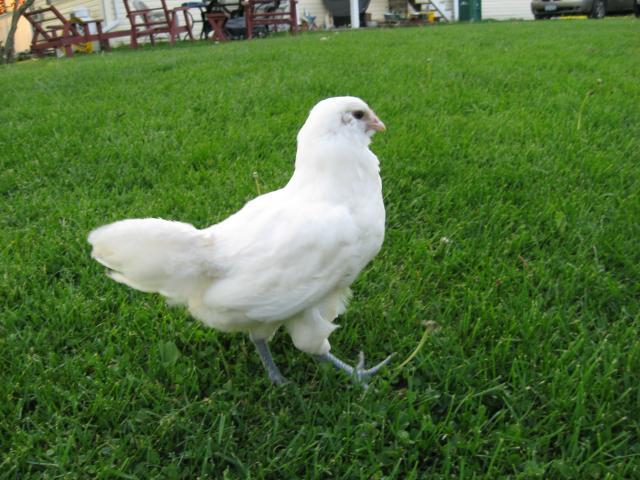 15171_picture_046.jpg