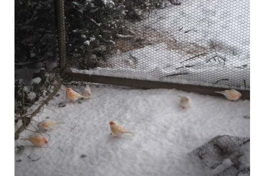 15188_50146542winter_canaries.jpg
