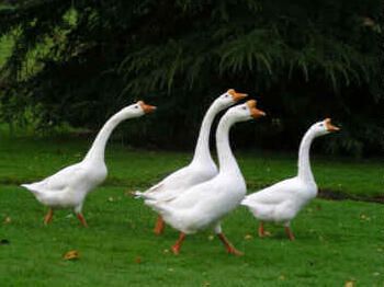 15188_omb_chinese_geese_01.jpg