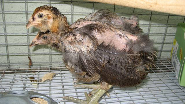 151_new_chicks_004.jpg