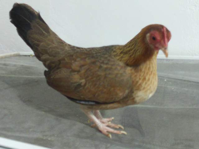 15211_roadrunner.jpg