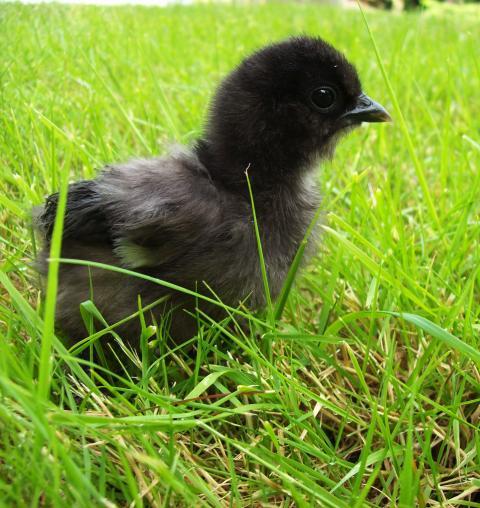 15224_blacksilkie.jpg