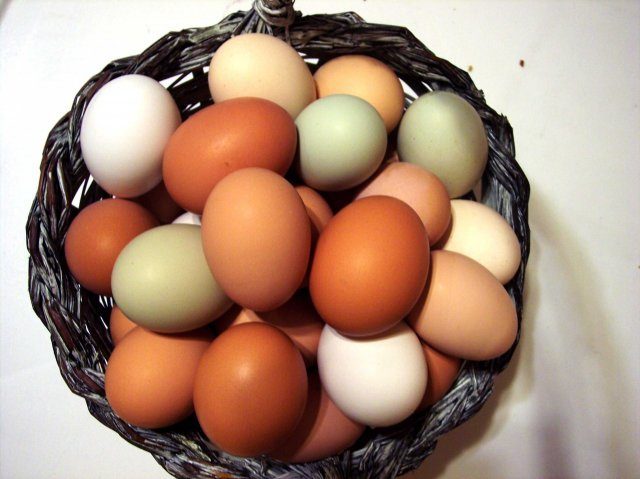 1522_eggs2.jpg