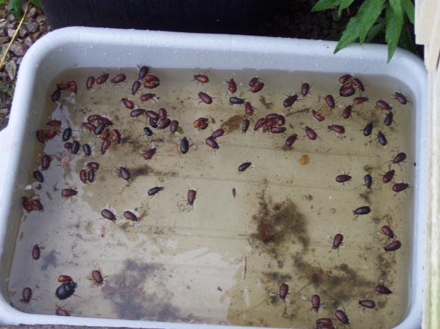 15282_100_1772.jpg