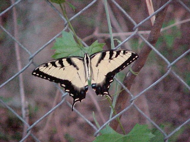 15282_butterfly_on_fence.jpg
