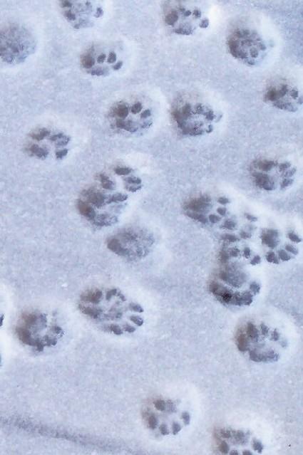 15282_snow_pawprints_aceo.jpg